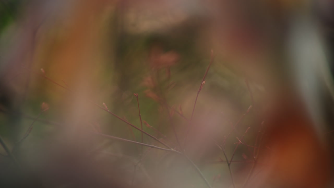 Close-up of budding branches