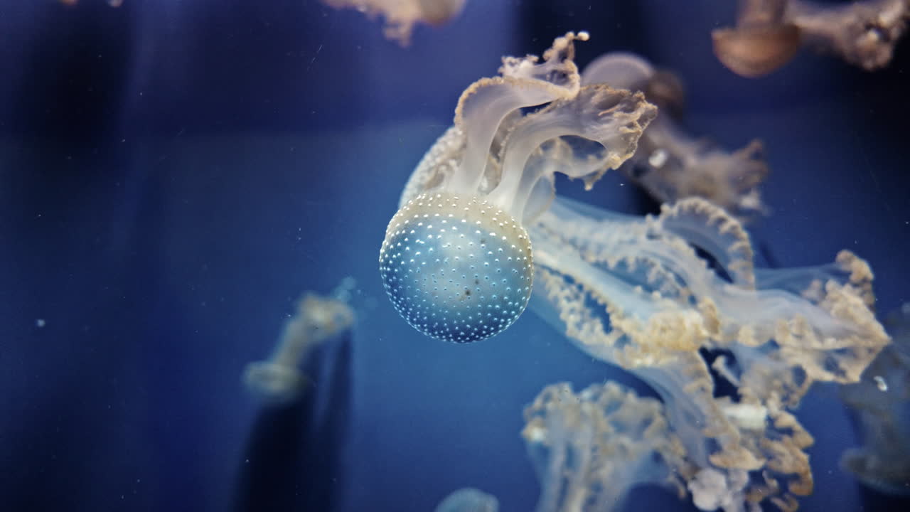 Graceful jellyfish float gently in a blue-lit underwater environment