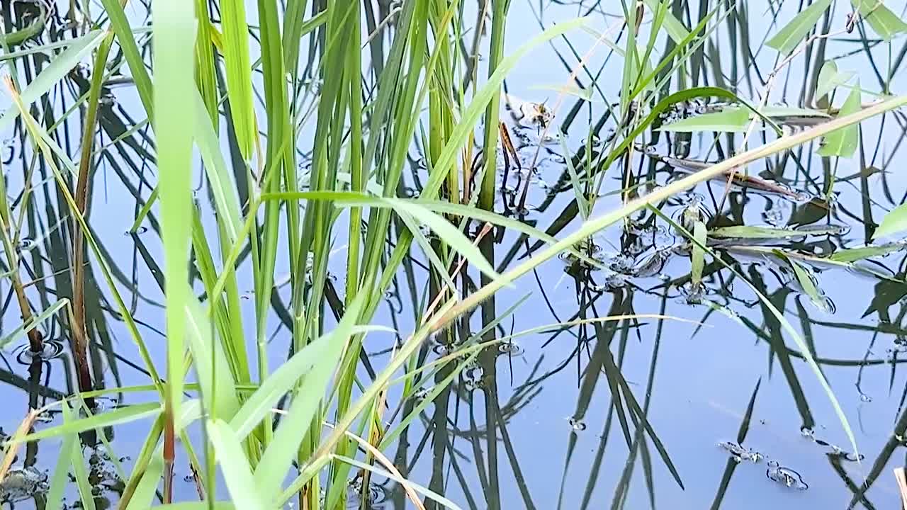 Detailed view of green rice stalks standing in reflective water, showcasing natural growth and tranquility.