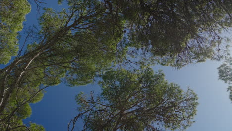 Upward-view-of-lush-pine-trees-against-clear-blue-sky