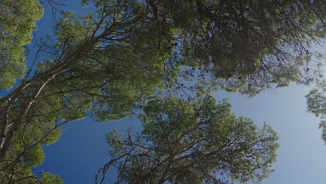 vista hacia arriba de pinos exuberantes contra un cielo azul claro