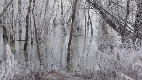 ducks on danube river through snowy forest in galati, romania during winter