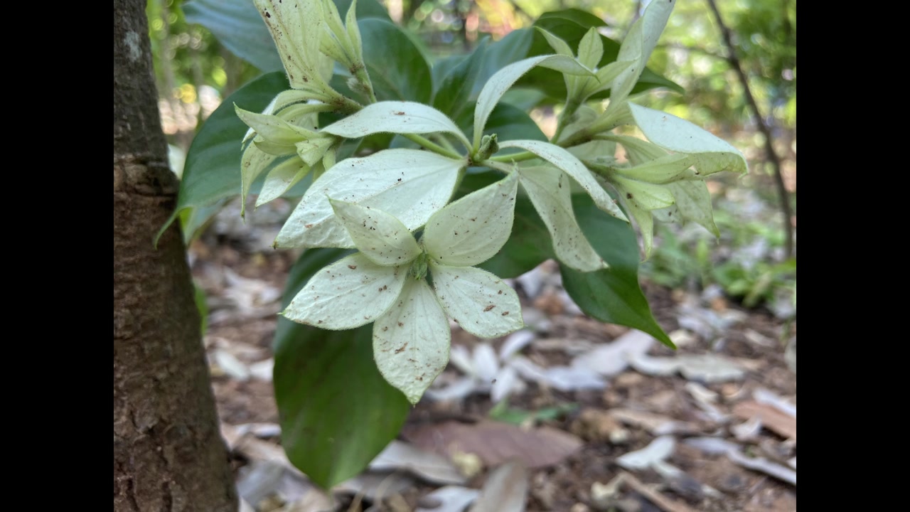 Primo piano di un fiore bianco con foglie verdi in un ambiente di giardino naturale