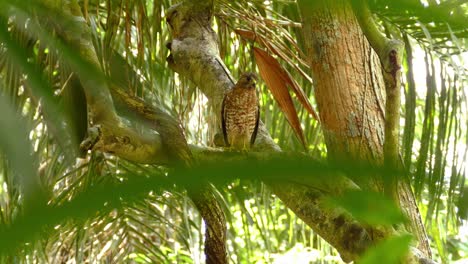 un halcón de alas anchas de pie en un bosque tropical de hojas salvajes
