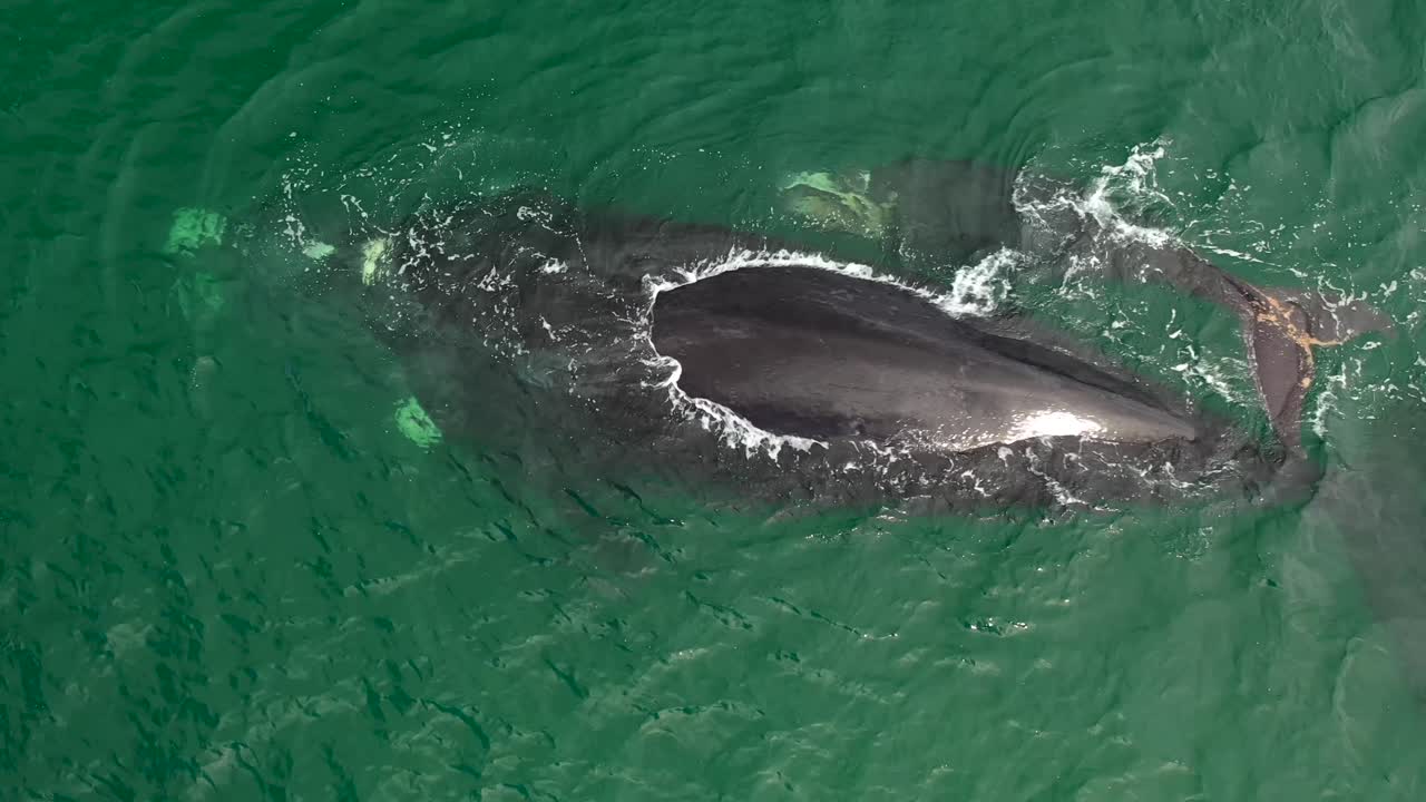 남아프리카공화국 피쉬후크의 가짜 만에 있는 남방긴수염고래와 갓 태어난 송아지의 공중 전망