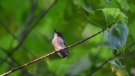 Baby-bird-on-a-vine-calling-for-its-mom-to-come,-Banded-Kingfisher-Lacedo-pulchella,-Thailand