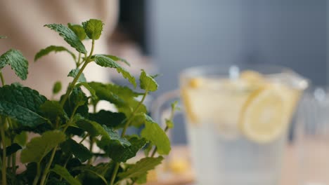 close up of woman adding mint for lemonade in the kitchen.