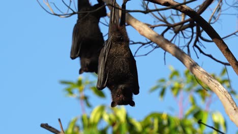 Flughunde-Sind-Die-Größten-Fledermäuse-Der-Welt,-Auch-Megabats-Genannt