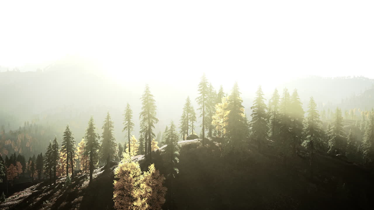 산의 나무들을 통해 가로질러 아오르는 빛