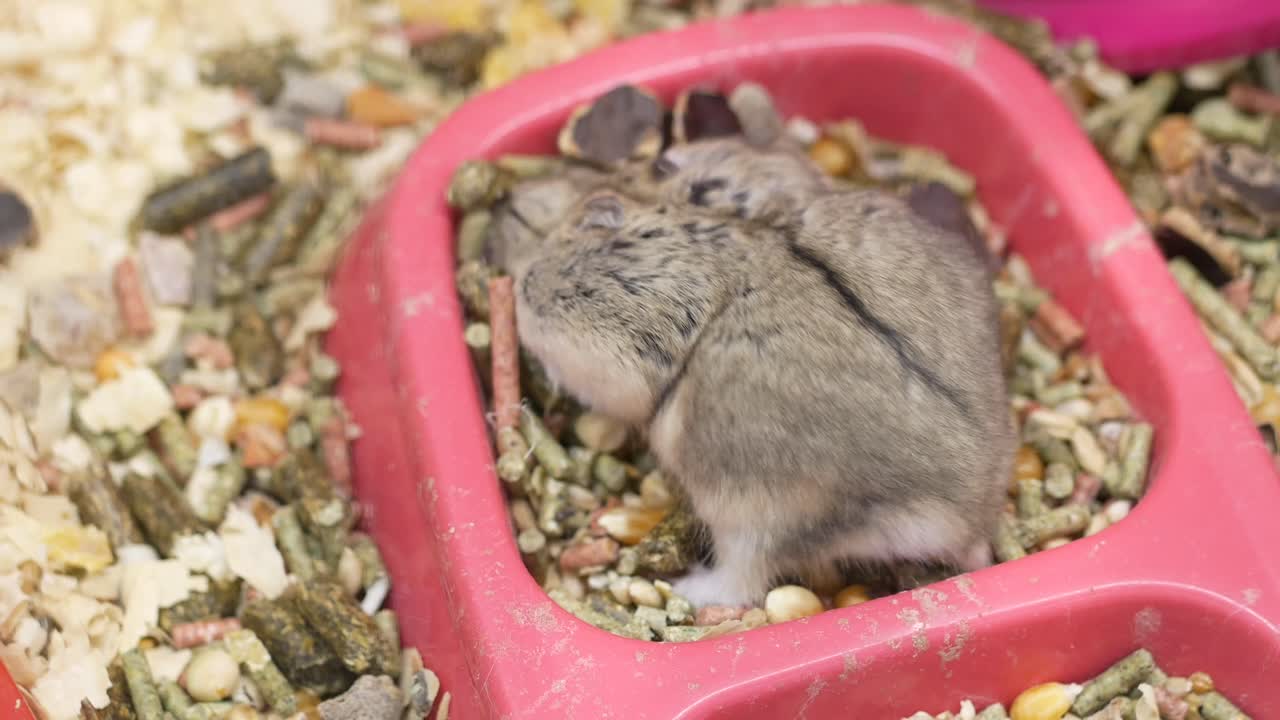Hamster in Food Bowl