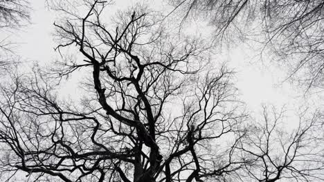 bare branches of tree against white sky in forest