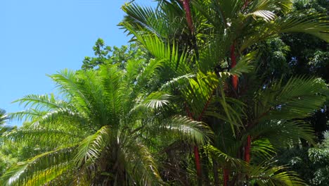 Gleitende-Aufnahme-Von-Lippenstiftpalmen-In-Der-Sonne-Mit-Blauem-Himmel-Im-Hintergrund-Und-Einer-Leichten-Brise