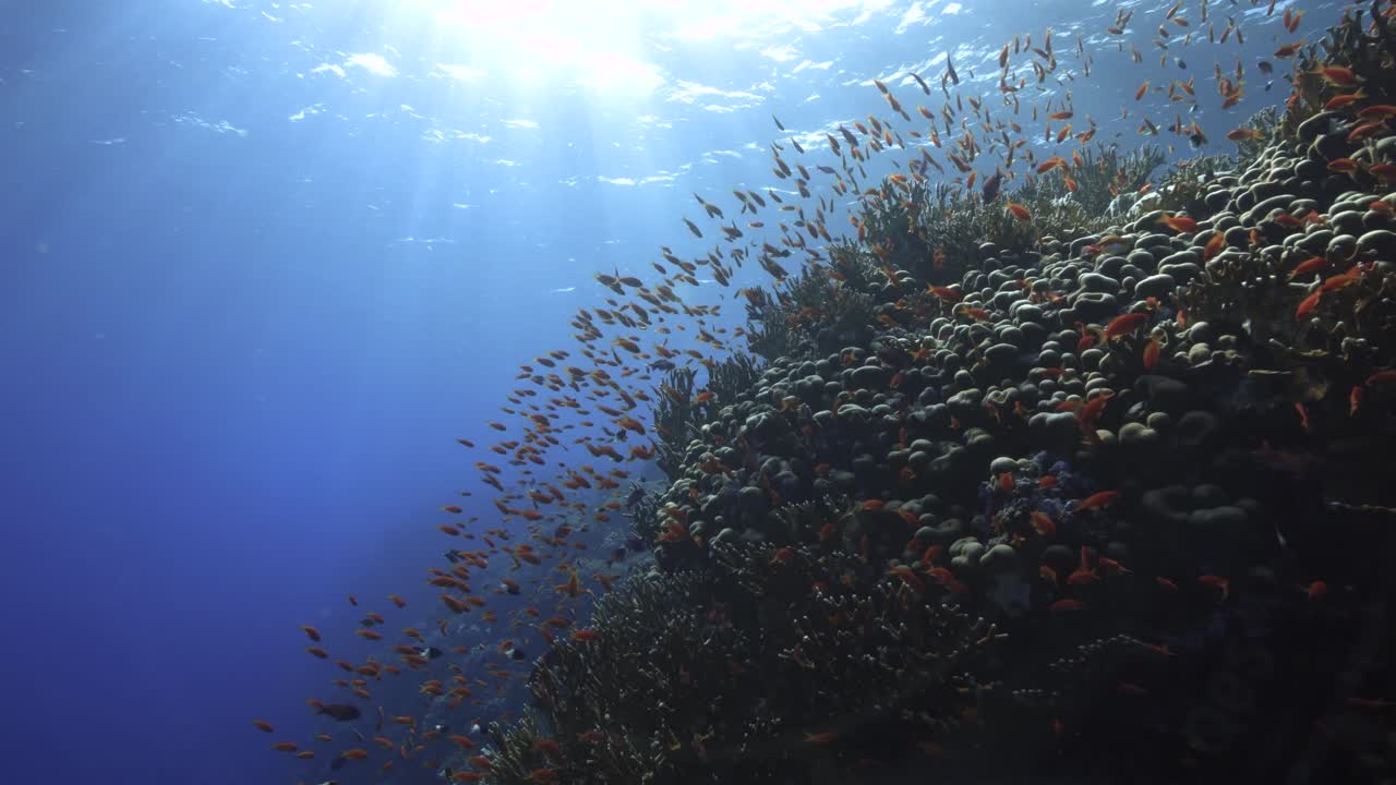 산호초에 빛나는 빛, 춤추는 오렌지색 안티아스 물고기가 둘러싸여 편안한 분위기를 조성합니다.