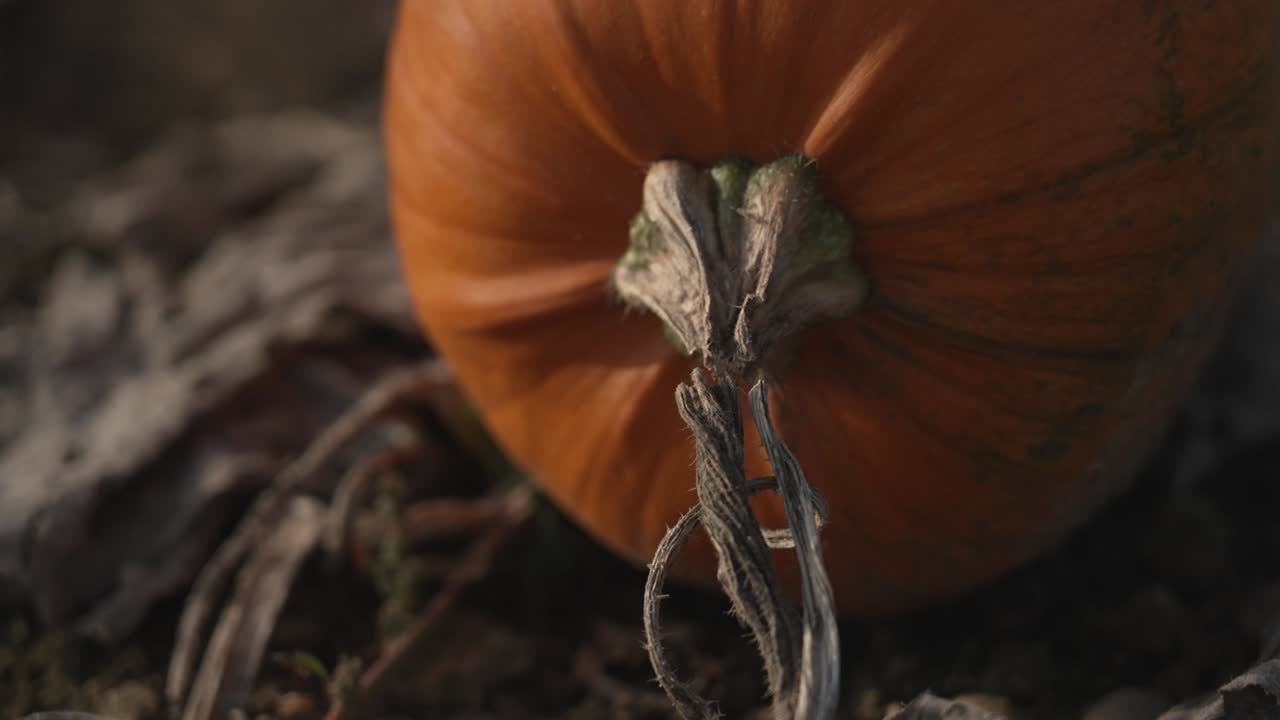 una calabaza naranja recortada de su vid