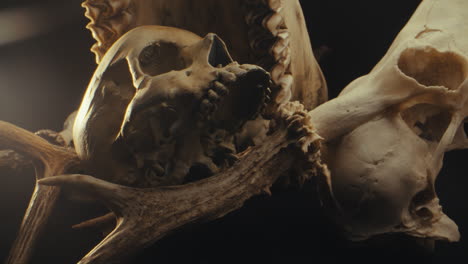 close-up of animal skulls and antlers