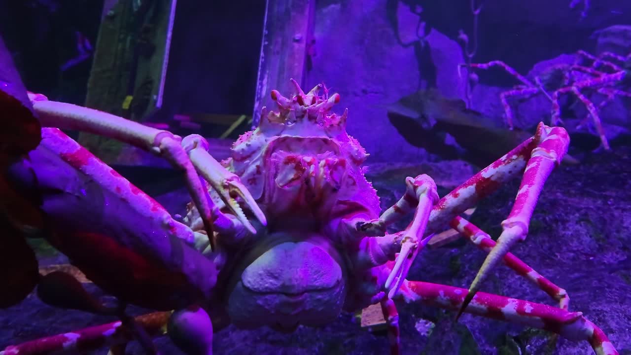 Close-up view about Macrocheira marine crab is in the Grand Aquarium, Saint-Malo, France.