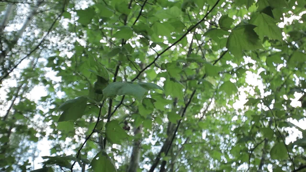 2 아래에서 회전하는 나무