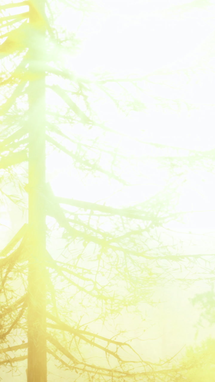 Tall tree stands against bright light in a natural setting during daytime