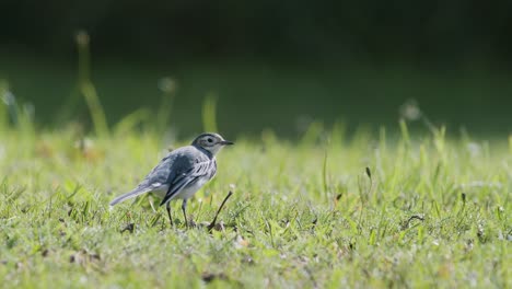 white wagtail searching for food flies in the