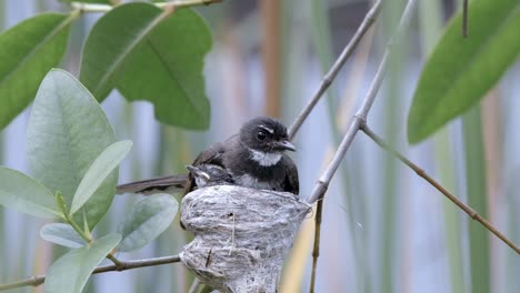 adult and juvenile malaysian pied fantail resting in its nest on a tree branch