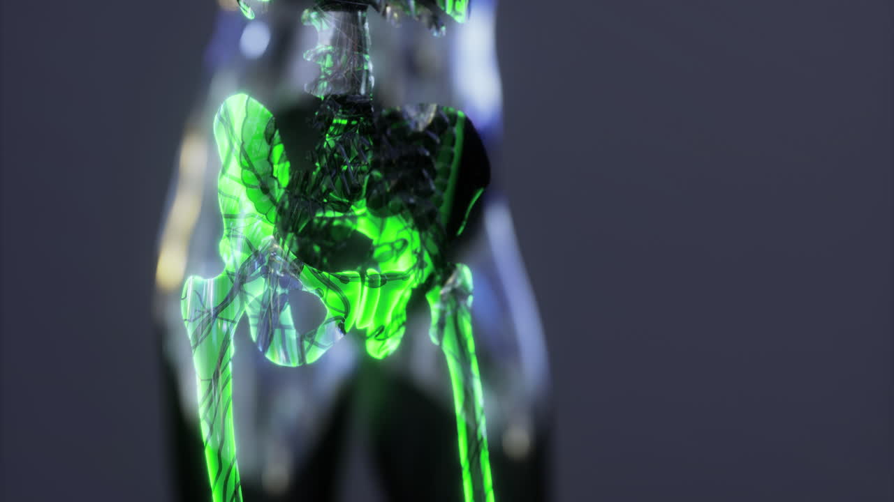 인간 골격 해부학의 네온으로 강조된 시각