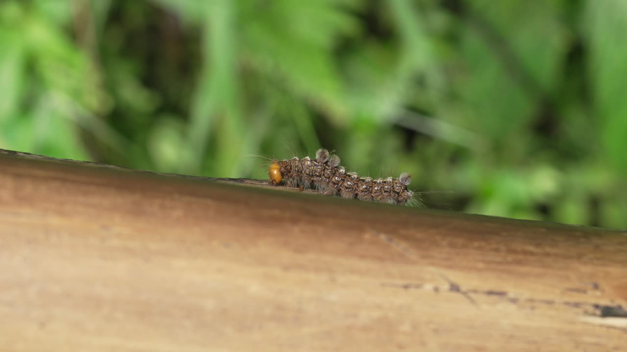 Caterpillar insect moth moving along bamboo wood up-close macro video