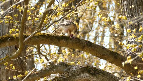 Close-up-shot-of-wild-hawk-sitting-on-wooden-branch-of-tree-and-eating-hunted-prey-during-beautiful-sunny-day-in-wilderness