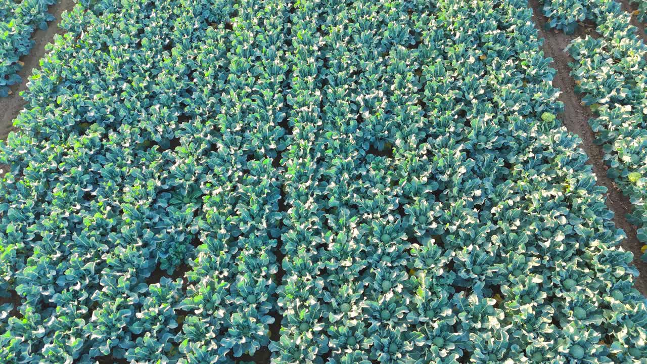 Aerial drone footage of agricultural crops of cabbage and broccoli. Rows of vegetable's in a farmers field. High brassica yields, cabbage, cauliflower, broccoli, Brussels sprout, kale