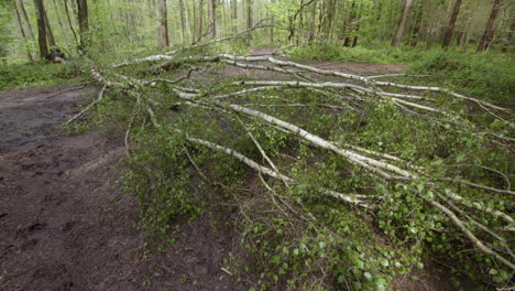 Mid-shot-looking-across-of-silver-Birch-trees-fallen-over-a-forest-path-with-silver-Birch-trees-and-brambles-in-a-forest-in-Nottinghamshire