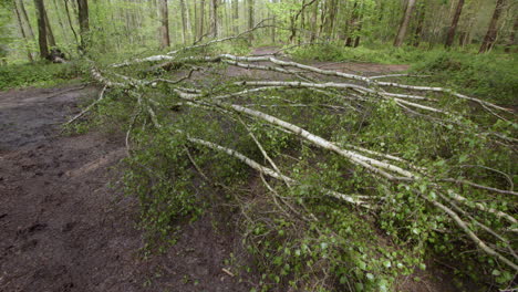 disparo medio mirando a través de abedules plateados caídos sobre un camino forestal con abedules plata y zarzas en un bosque en nottinghamshire