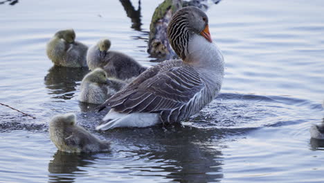 Baby goslings swim together in the pond with their adult goose guardians.