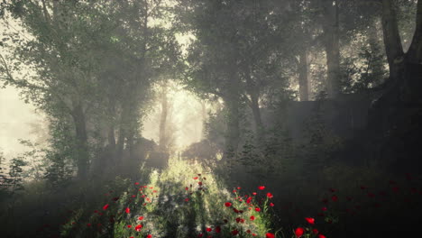 summer fog in the forest