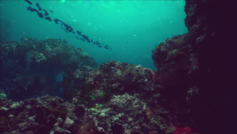 underwater coral reef scene