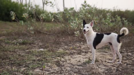 slider shot of two unique dogs standing out quietly in green nature