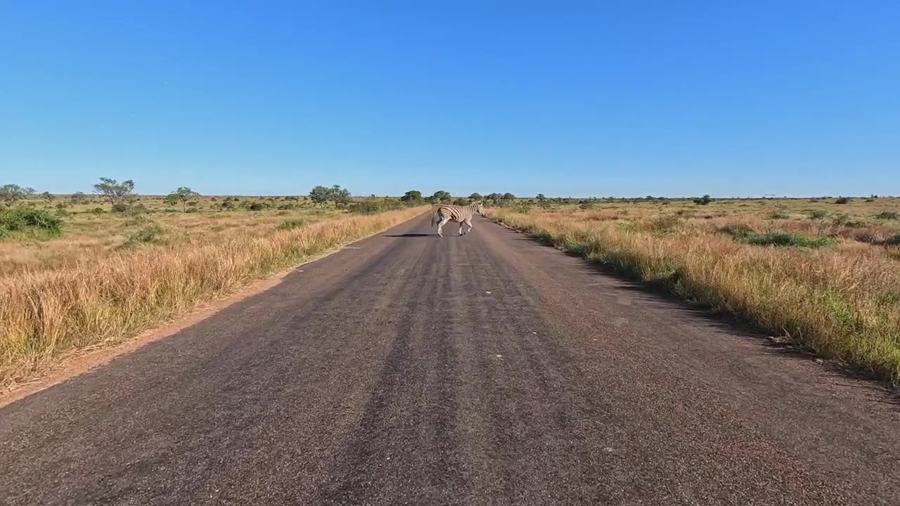 Una zebra trotta attraverso la strada asfaltata H1-4 a Satara nel Parco Nazionale Kruger.