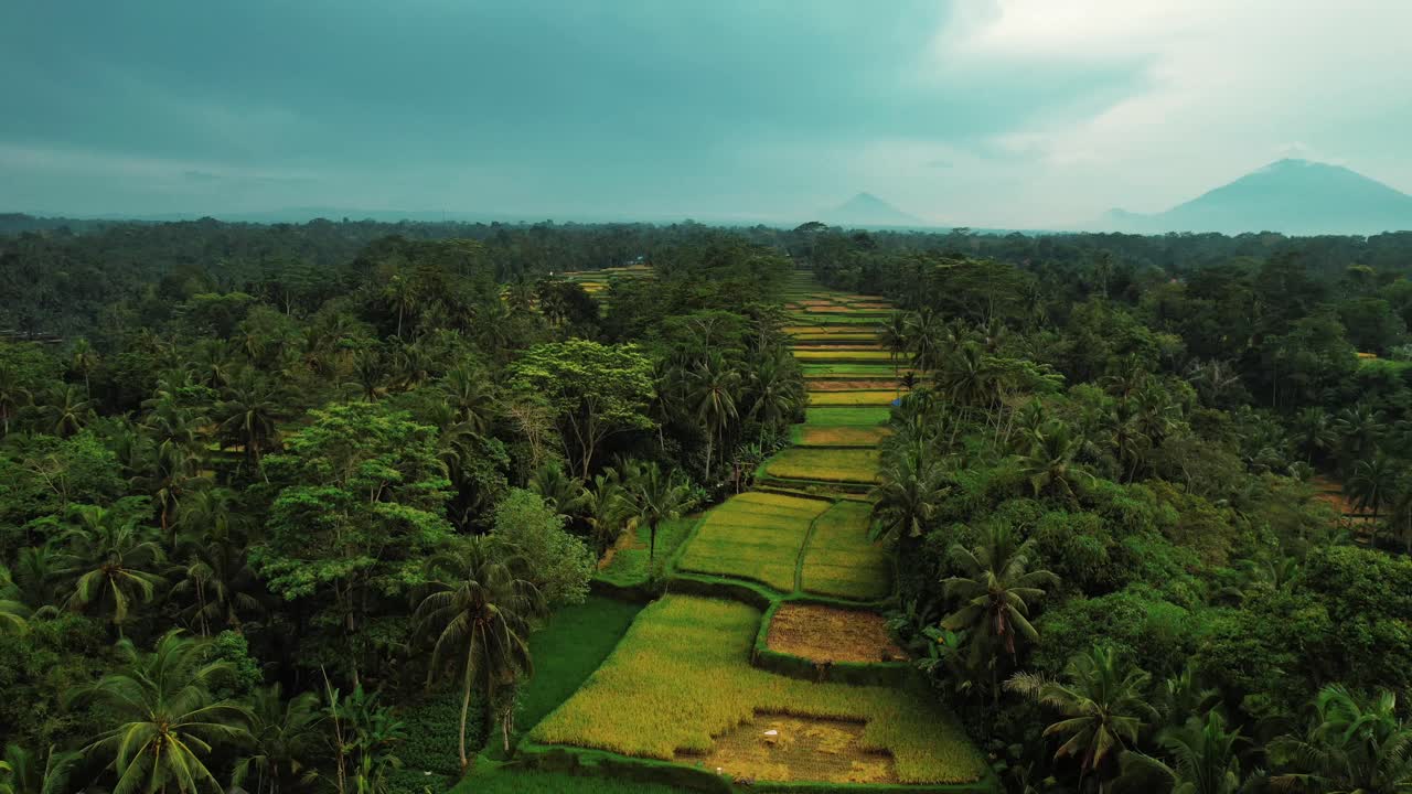 Veduta aerea con drone delle risaie di Tegalalang con vulcani in lontananza, Ubud, Bali.