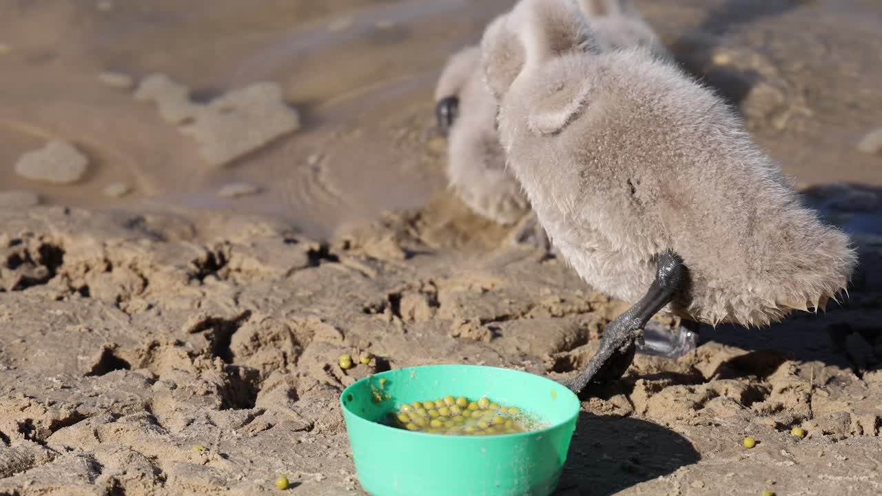 성인 백조 는 어린 백조 들 을 초록색 그 에서 먹인다