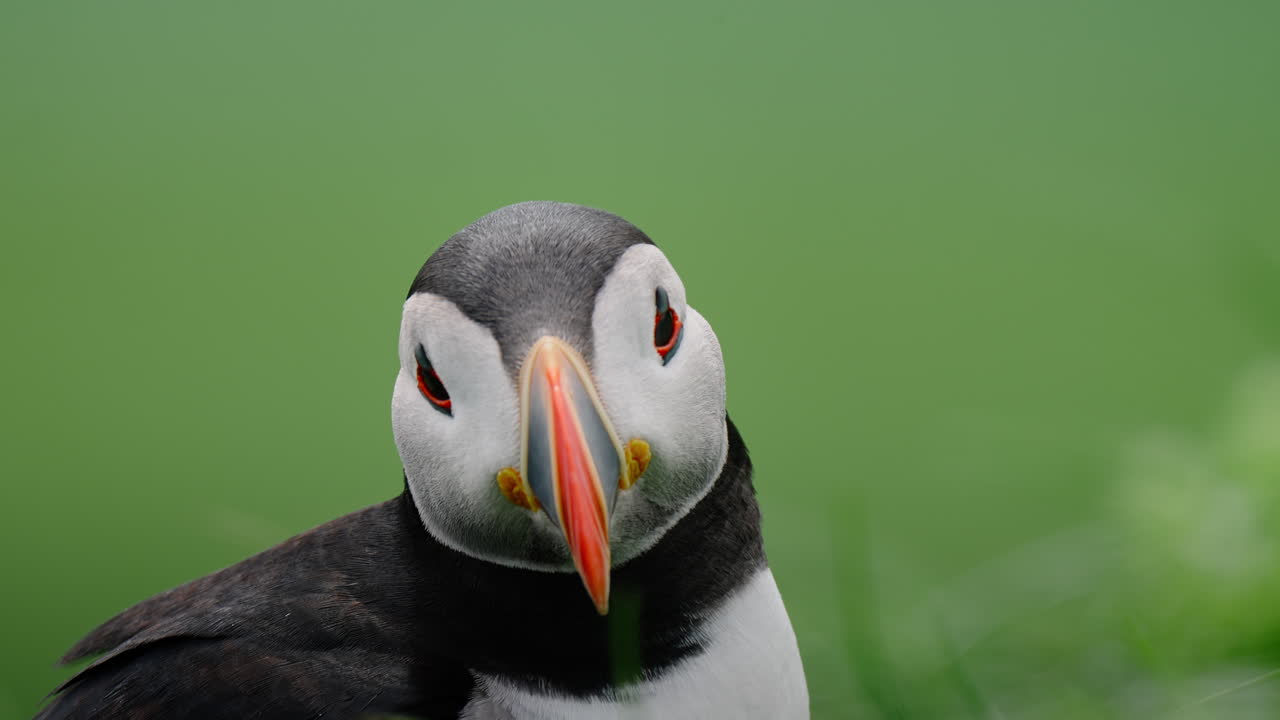 Close-up Portrait of an Atlantic Puffin