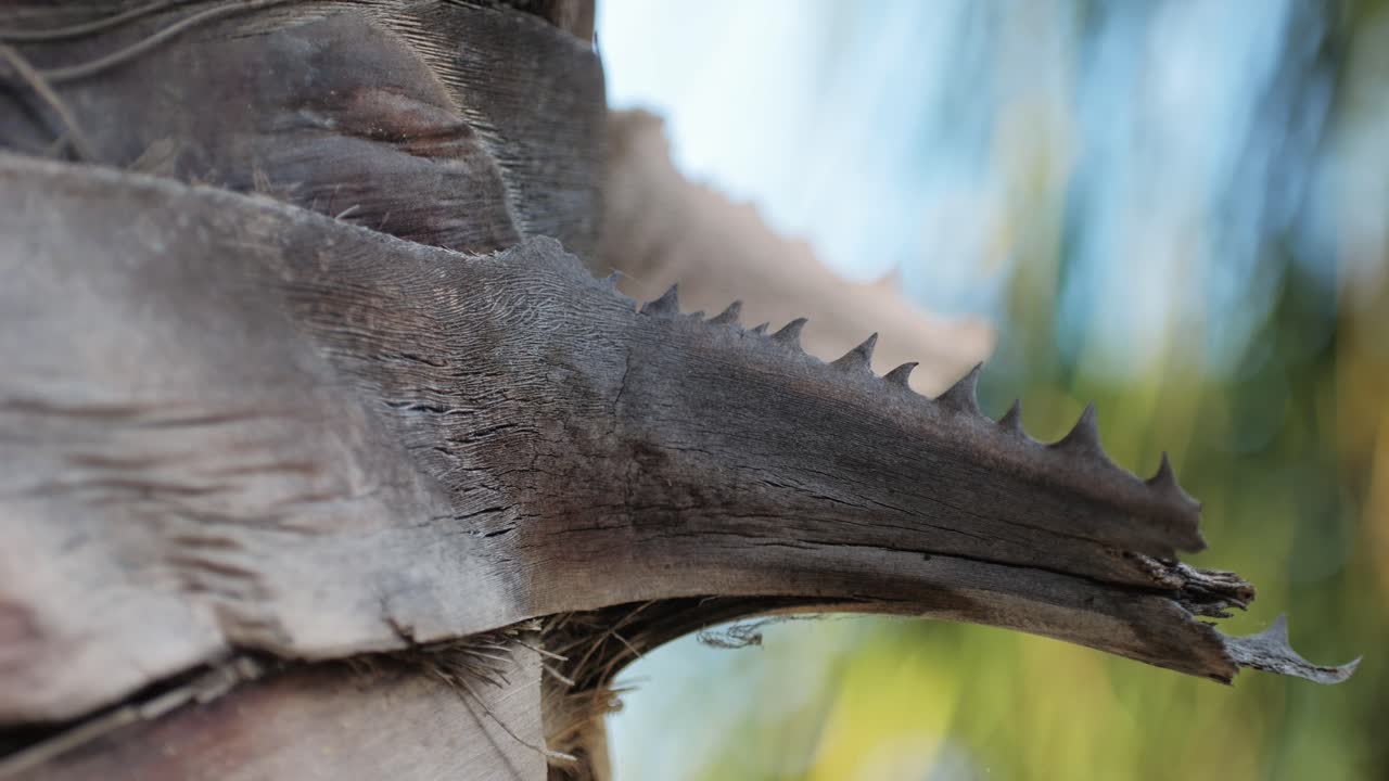 Close-up of a Palm Tree Trunk with Spiky Edges