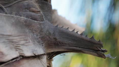 close-up of a palm tree trunk with spiky edges