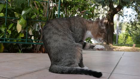 Gato-Doméstico-Acicalándose.-Sicilia.-Italia