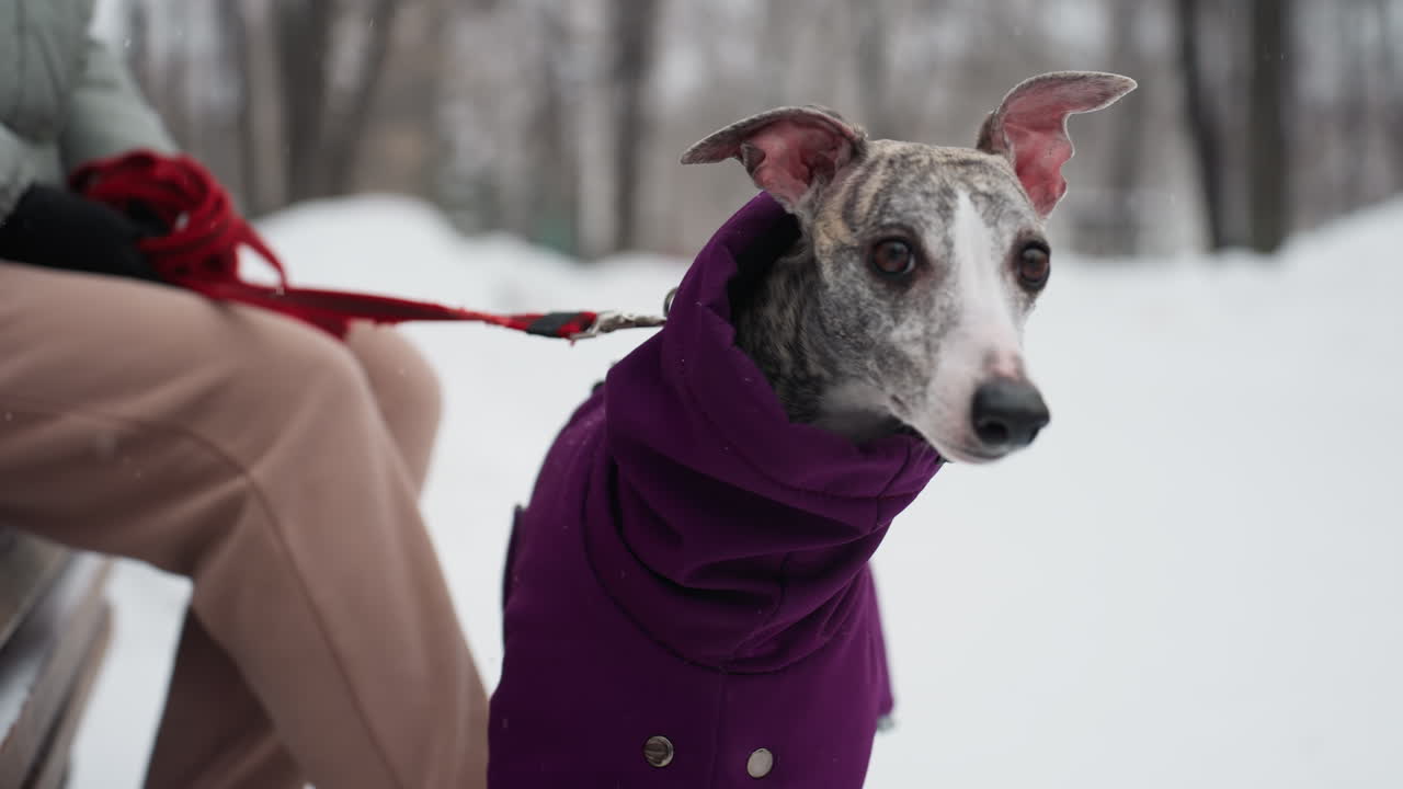 Whippet in purple winter coat sits on snowy park bench beside owner wearing green jacket and black gloves, alert expression on dog s face, red leash visible, peaceful cold outdoor setting with soft snow