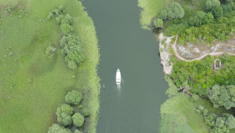 boat on skadar lake sailing between green lillipads and moss montenegro, drone