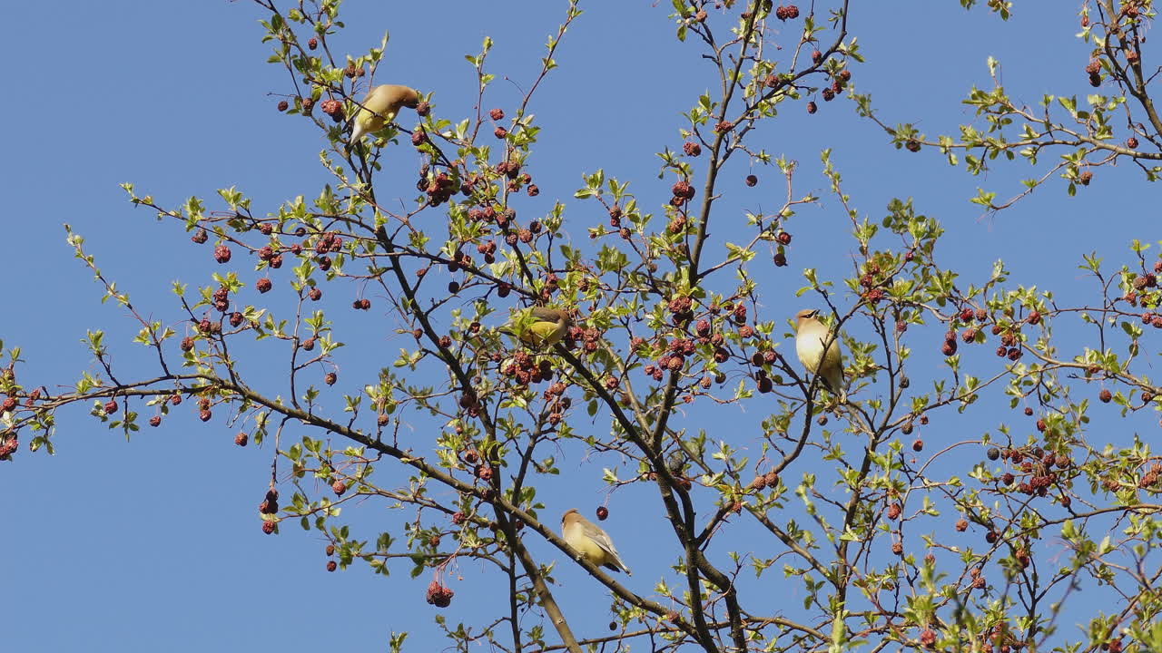 Yellow cedar waxwing birds eating small fruits on a fruit tree branches