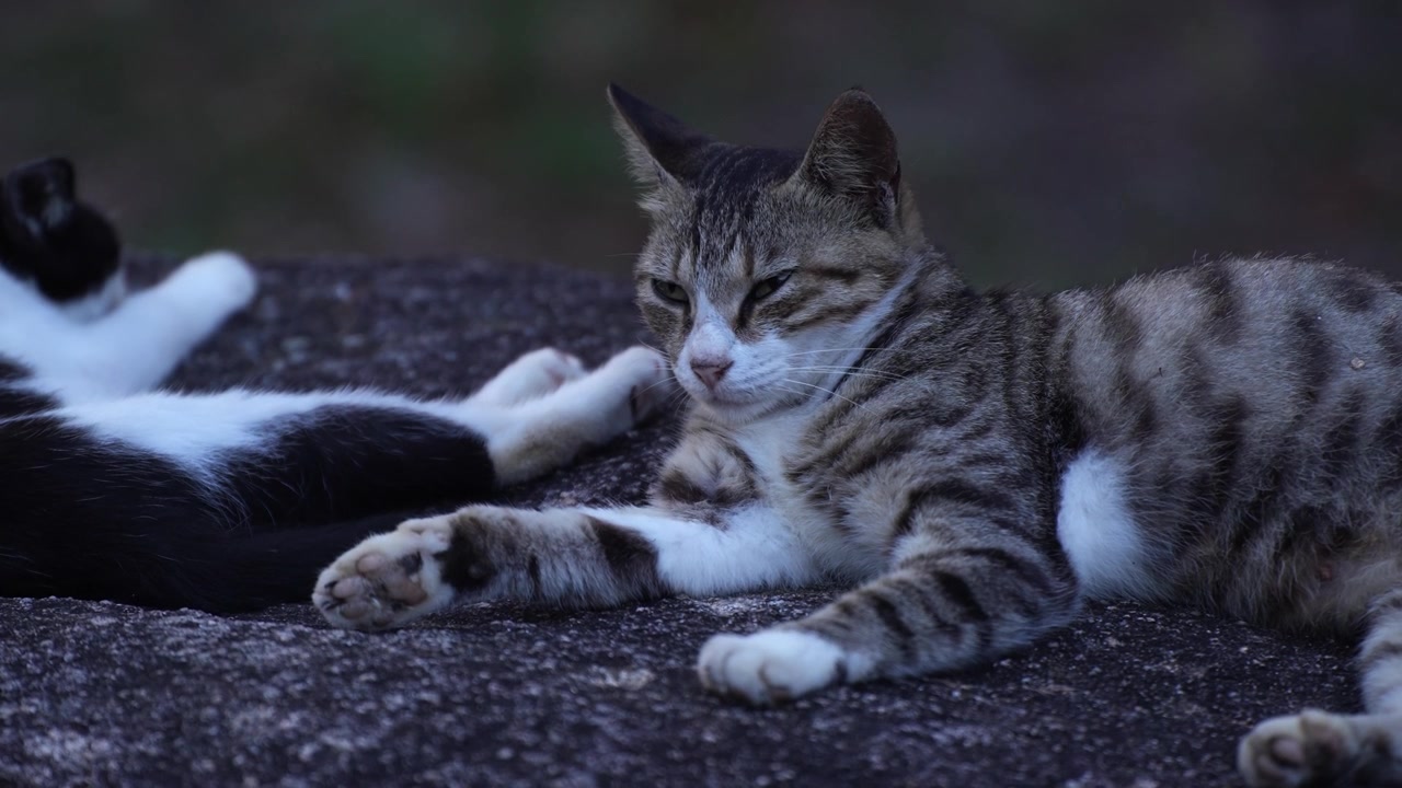 Primo piano di un gatto soriano marrone e bianco con gli occhi chiusi