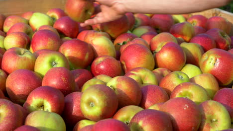 Man-Organizes-Harvested-Red-Ripe-Apples-in-a-Wooden-Box-After-Hand-Picking,-Handheld-Shot,-Closeup