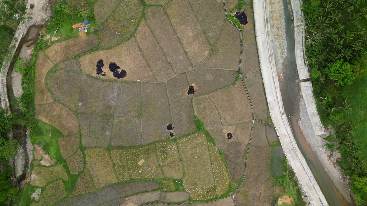 Panoramic Top-Down Aerial View of Provincial Rice Fields and Rural Concrete Road in Hicming, Catanduanes, Philippines