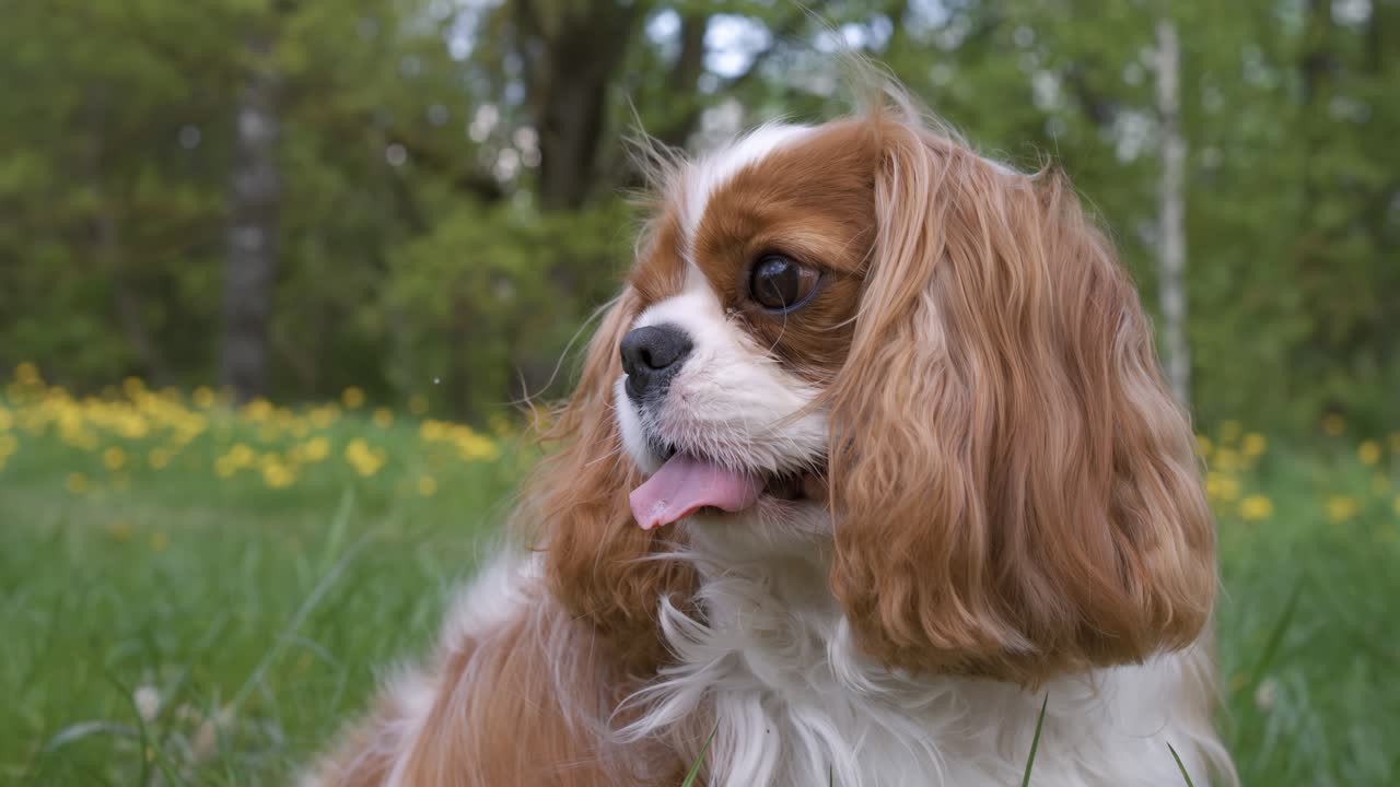 Cavalier King Charles Spaniel. Shot on super slow motion camera 1000 fps.
