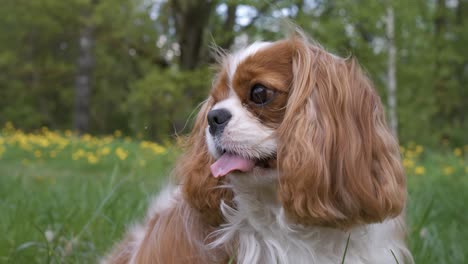 cavalier king charles spaniel. shot on super slow motion camera 1000 fps.