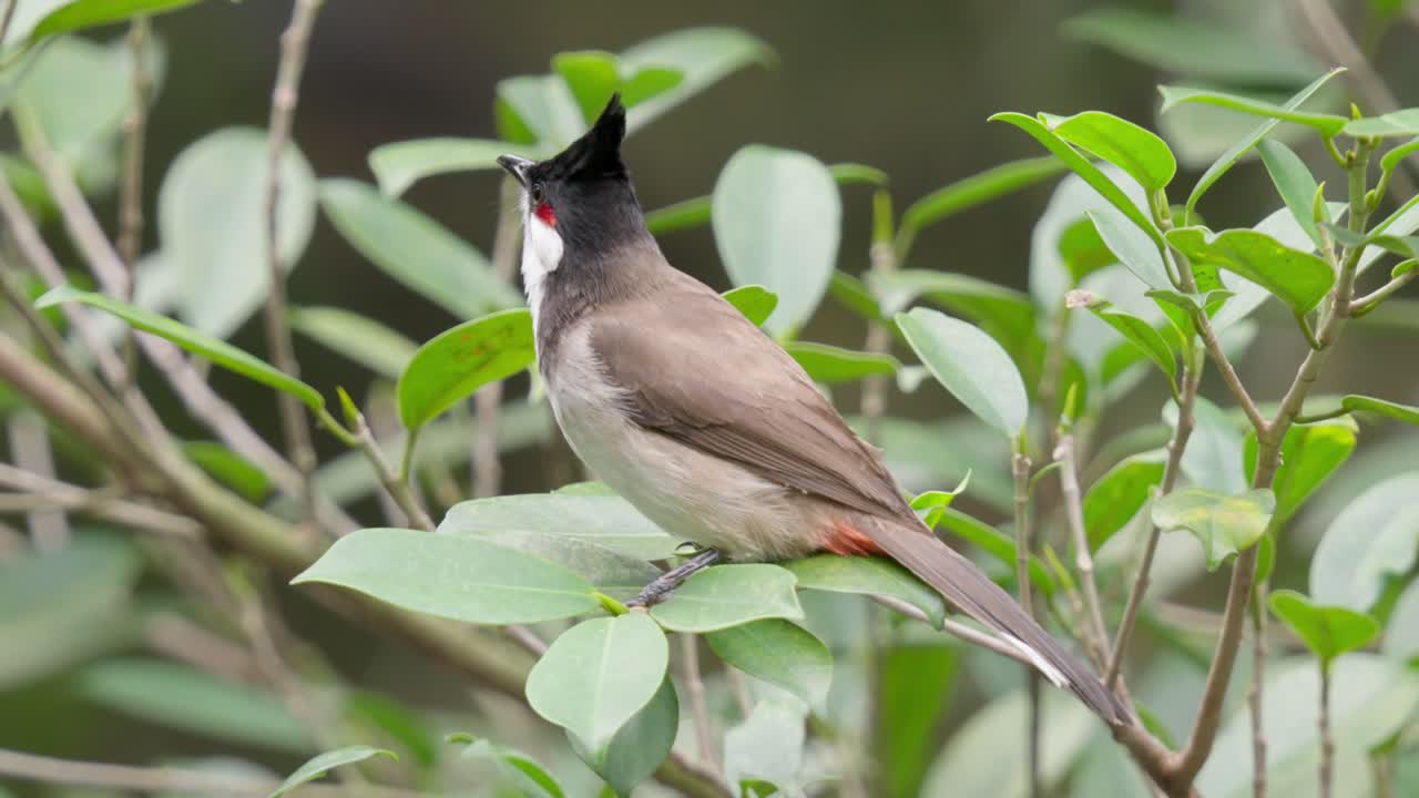 Red-whiskered Bulbul or Crested Bulbul Bird Native To Asia. Close-up Shot